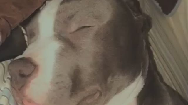 Pitbull snore loudly when sleeping