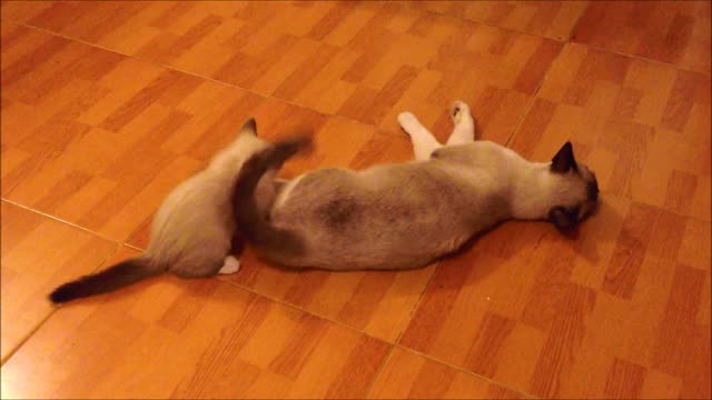 Kitten Wrestles Mom - Funny Kittens Playing Including Kitten with Mother Cat