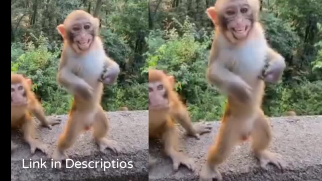 Funny Animal Videos
