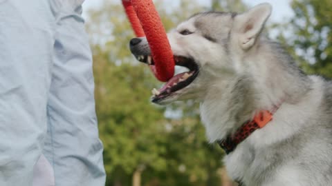 A person is training his cute dog