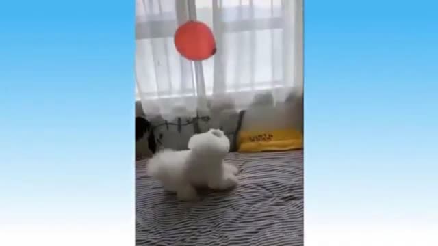 Puppy Playing With Balloon