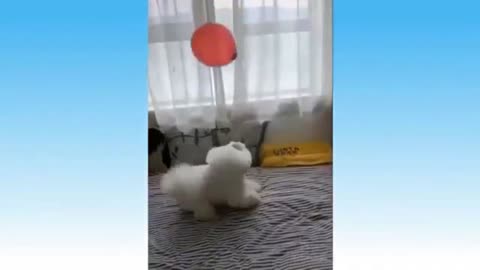 Puppy Playing With Balloon