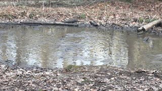 Singing Songs in the Frog Pond