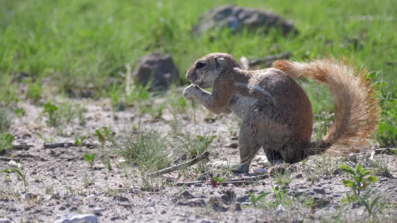 African ground squirrel eating grass in Central Kalahari Game Reserve, Botswana