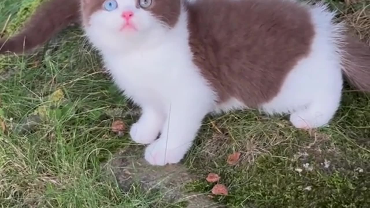 cute cat voice video