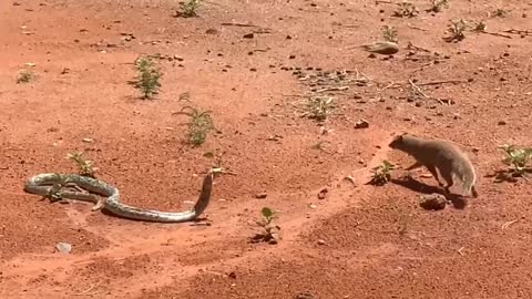 Mongoose Vs Cobra Snake Fight | Cape Cobra Snake | সাপ ও বেজির লড়াই | Wildlife