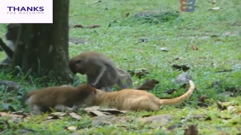 Funny Animals, Funny Monkey Kiss with Cat!