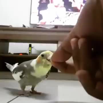 Friendly Cockatiel bird parrot