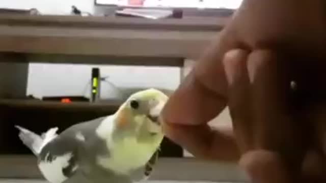 Friendly Cockatiel bird parrot