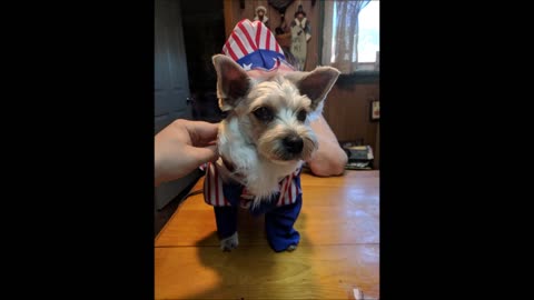 6-14-2018 - Chipper's Uncle Sam Photoshoot