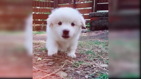 Baby Dog Singing