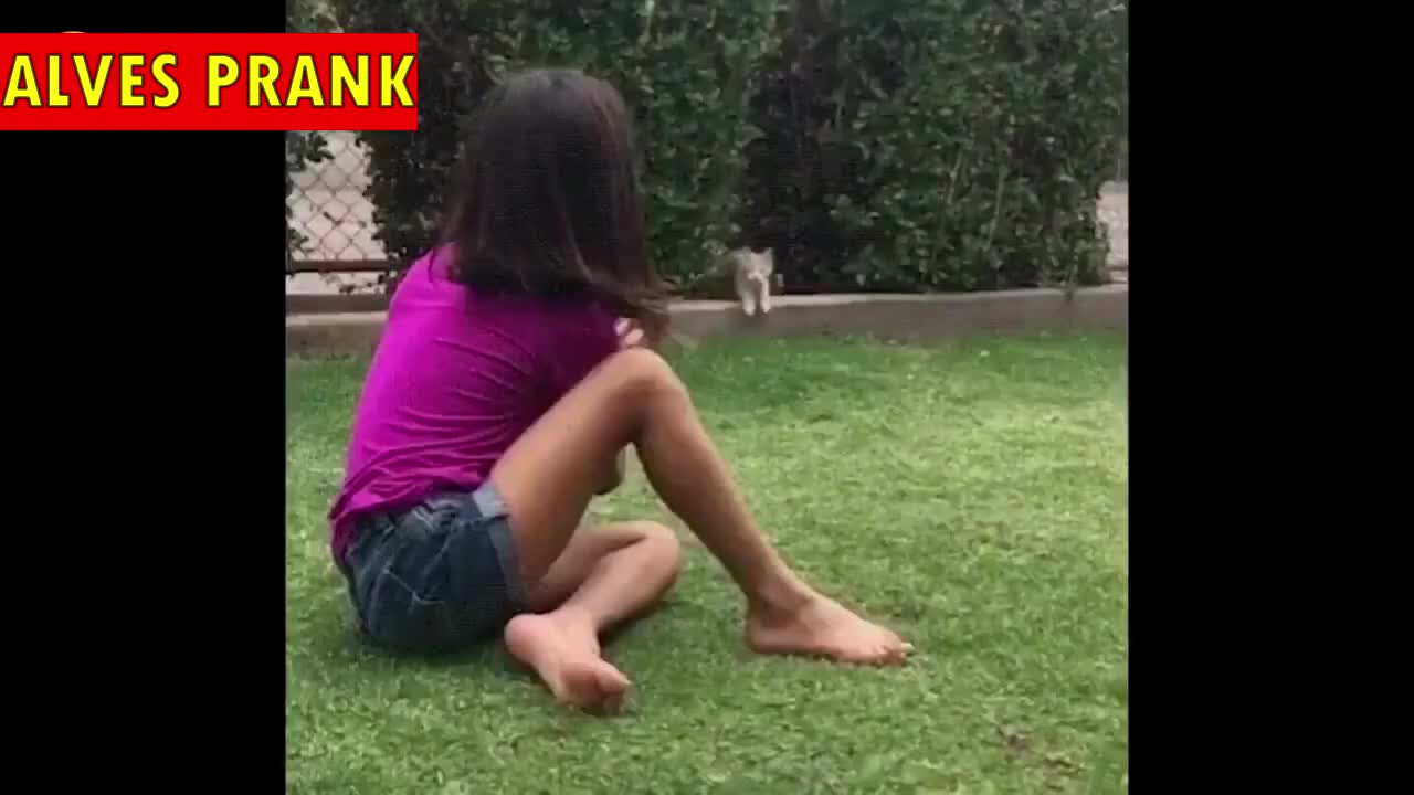 WATCH LATER ADD TO QUEUE FUNNY ANIMALS CAUGHT IN EGREGIOUS