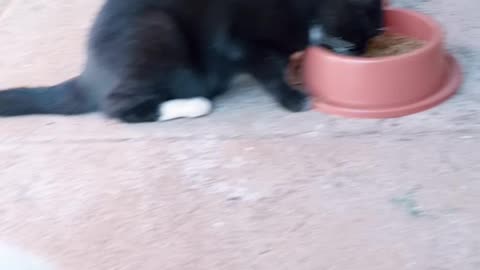 Minha gata comendo