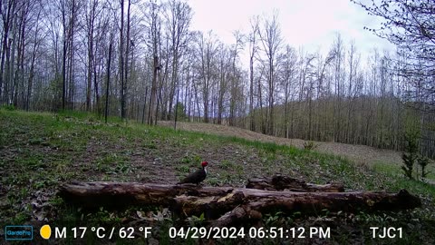 Pileated Woodpecker