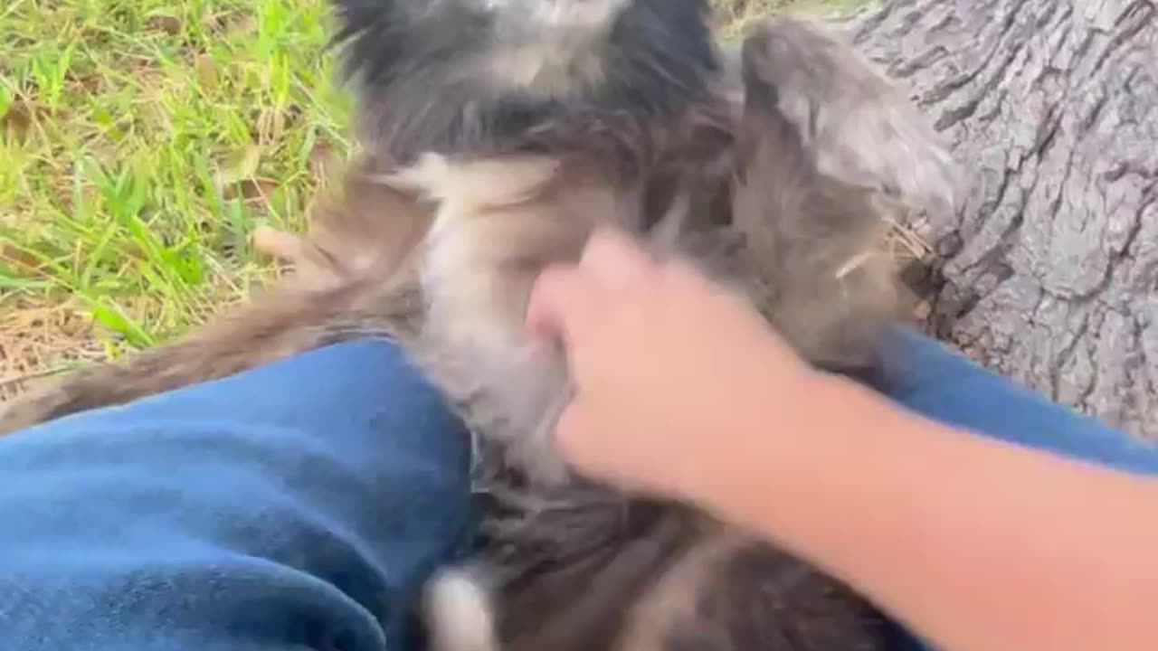 Senior Pup Smiles At Belly Rub Session