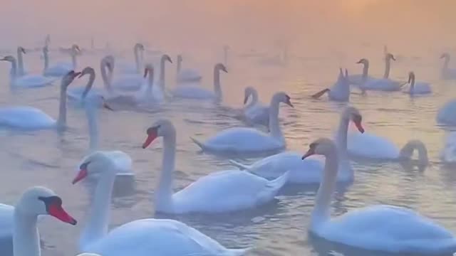 Swan love is described as the purest and most beautiful love in the world