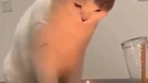 The curious cat's expression was very cute