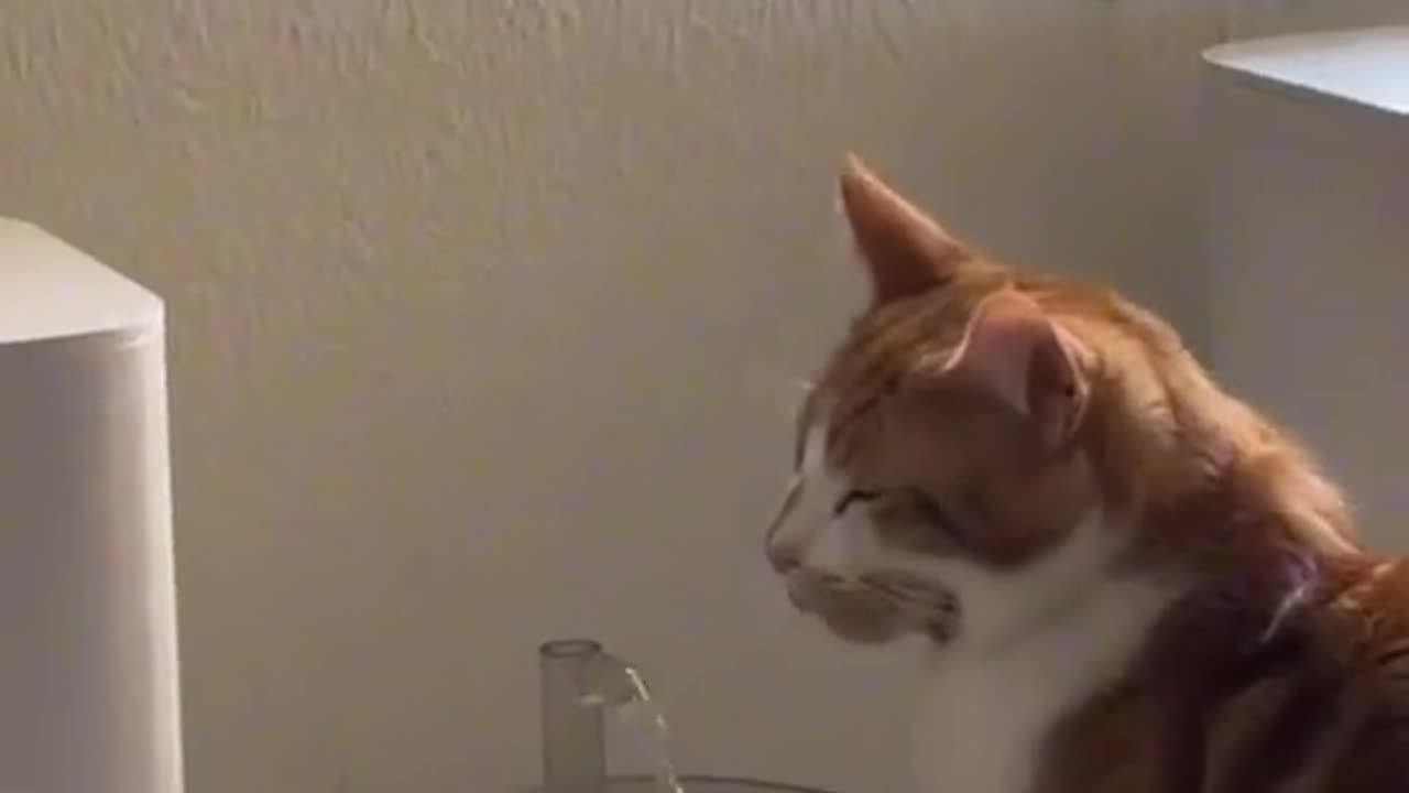 Funny clips of orange cat's