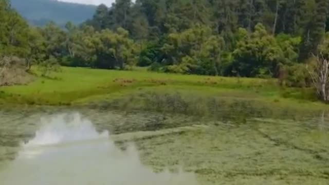 Aerial tour over a lake in a sunny forest