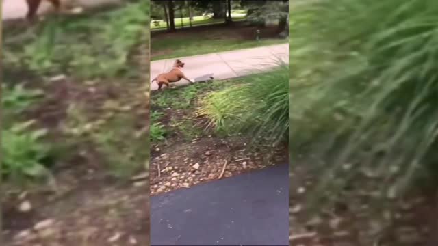 dog who likes to skateboard