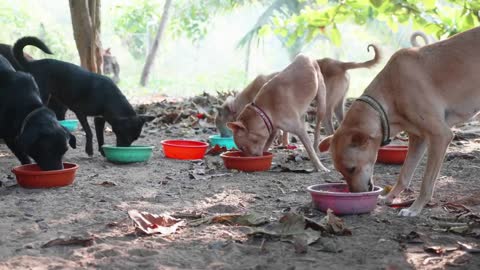 Feeding in dog pound. Hungry dogs eat their food at the dog sanctuary