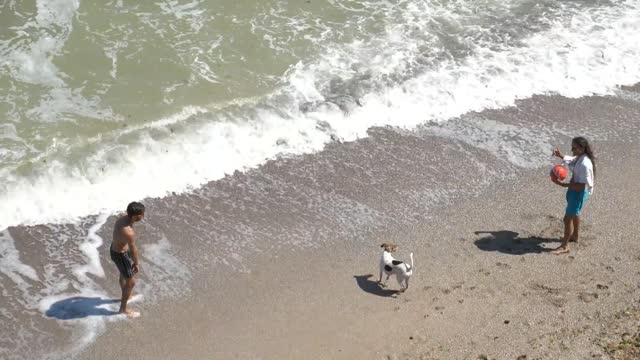 Beach raning dogs