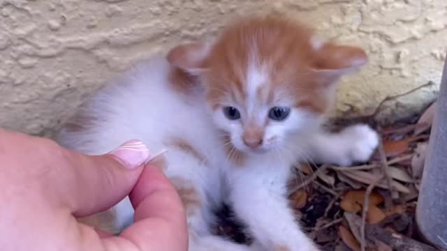 Cat little cat baby found in our backyard