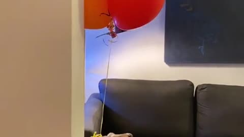 The dog can fly