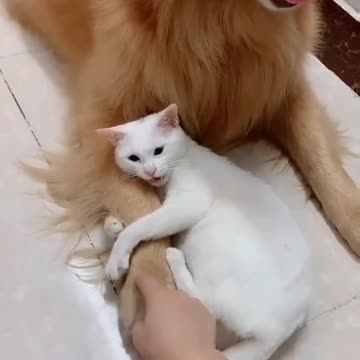 Don't Touch my buddy !!!