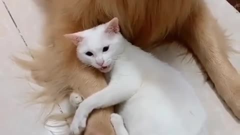 Don't Touch my buddy !!!