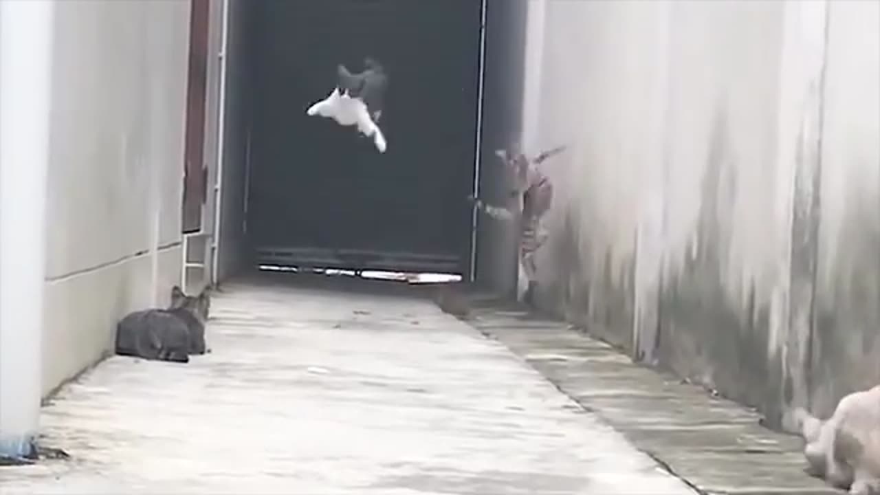 ultra instinct cat dodges other cats with INSANE moves