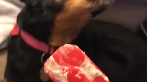 Dog red spatula batter stuck on mose