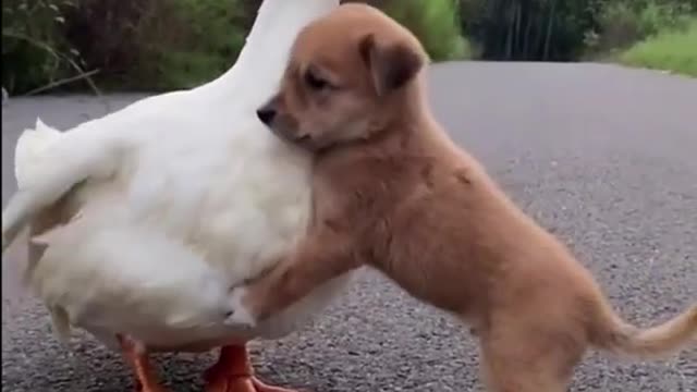 Duck and dog