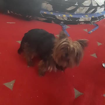 Jules' dwarf york enjoys life.