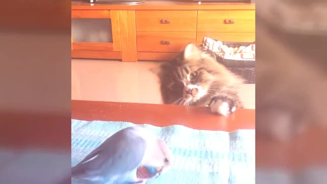 Romeo Vs Buba 2