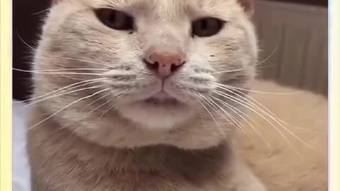 funny cats