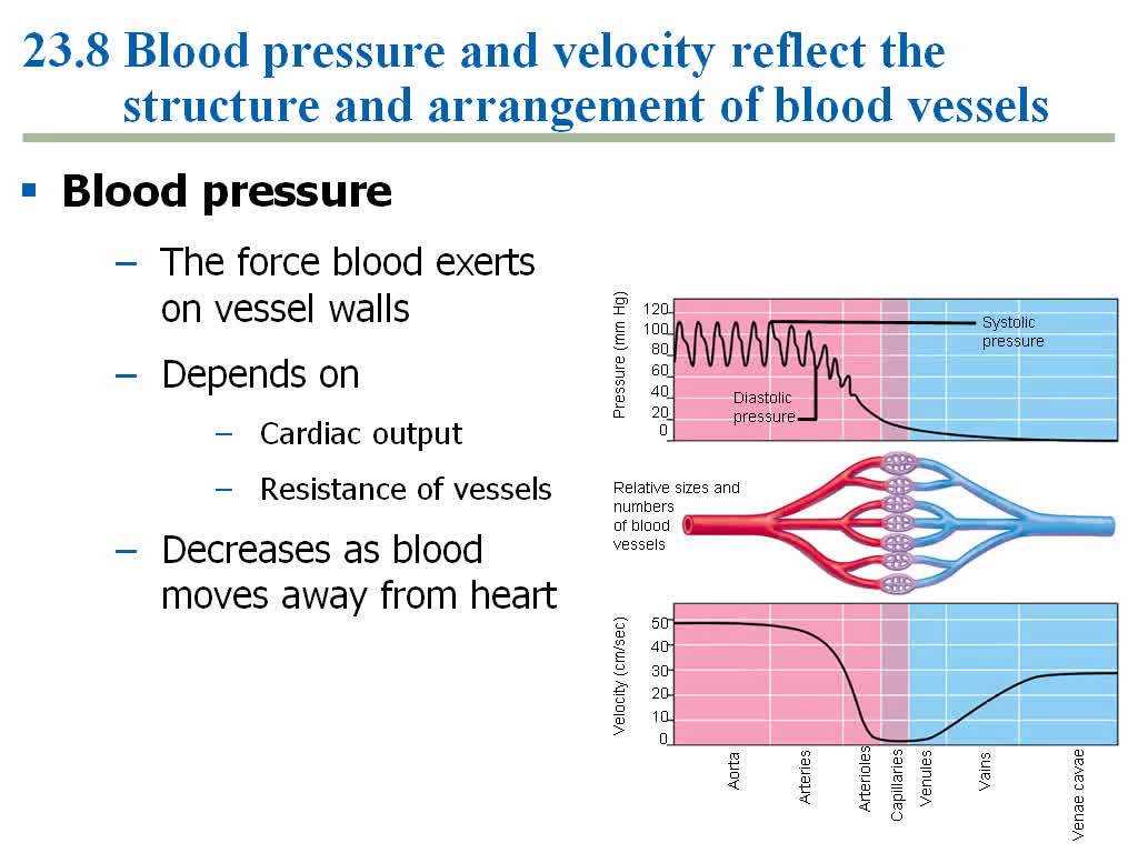 Animal Circulatory System Part III