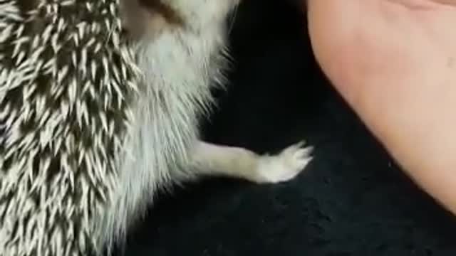 Pepper the Hedgehog Self-anointing