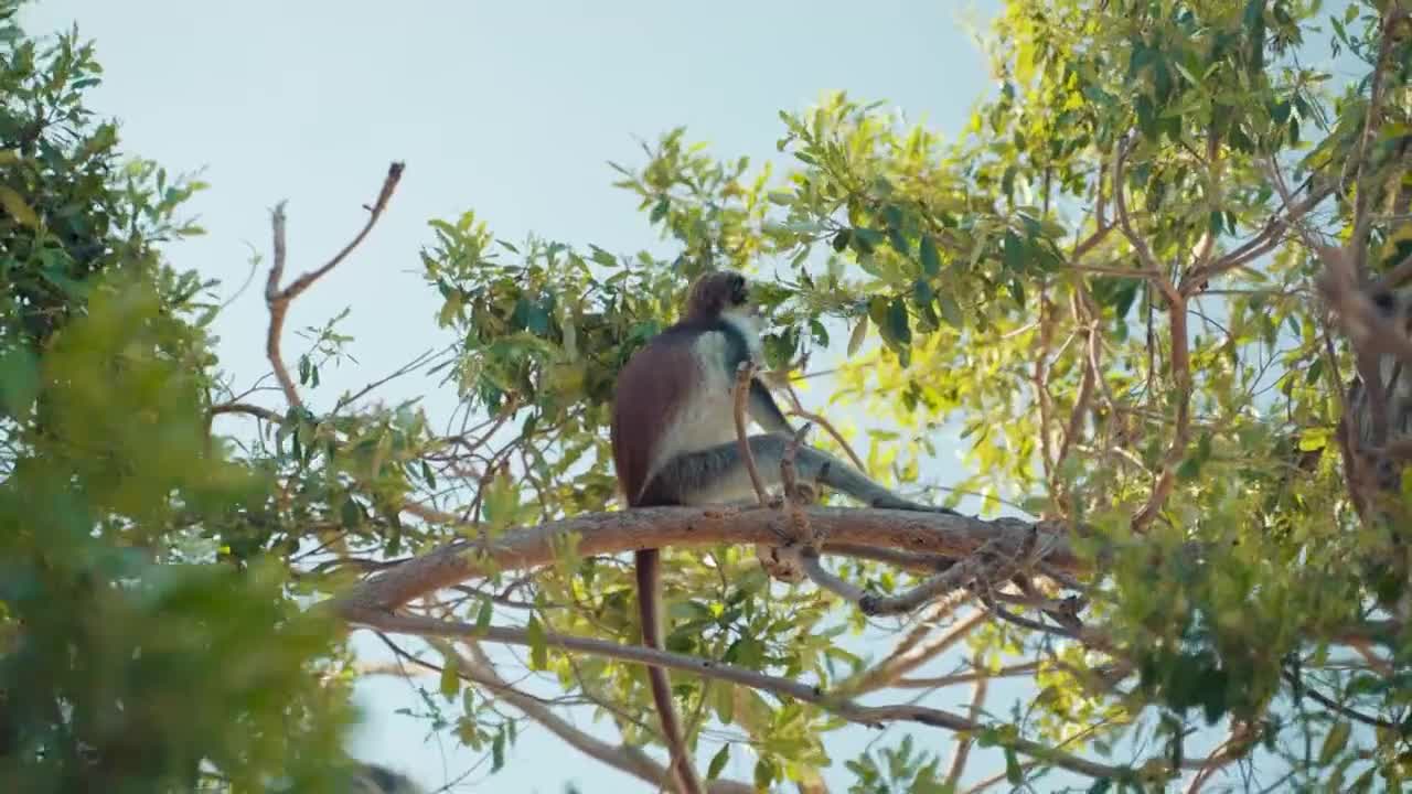 Monkeys Eating