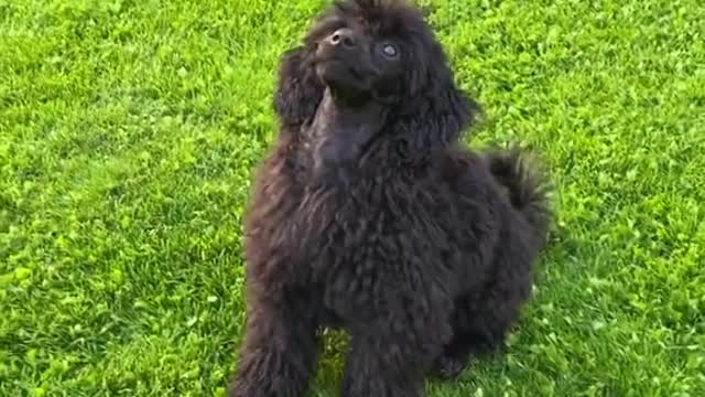 viral#cute#happiness
