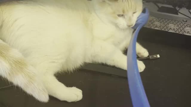 Tentative Kitty Unsure of Throwing Wand