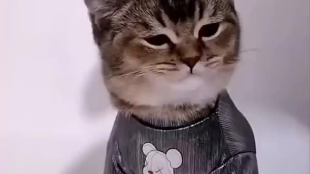 Cat dog so funny comedy masti enjoy video