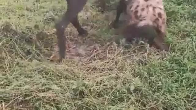 The table has turned video