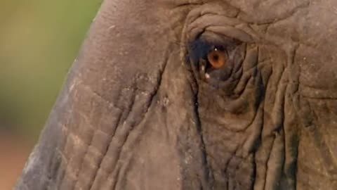 Wildlife with a natural perspective & Funs