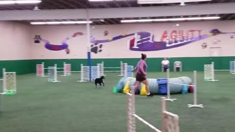 Dog training video very nice