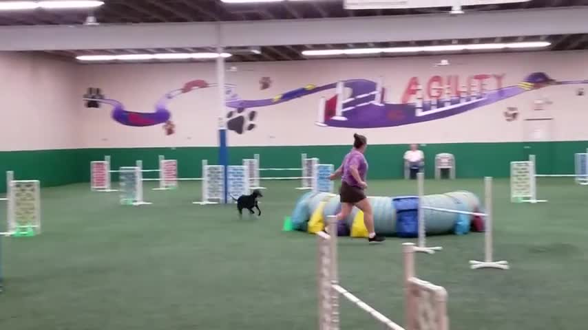 Dog training video very nice