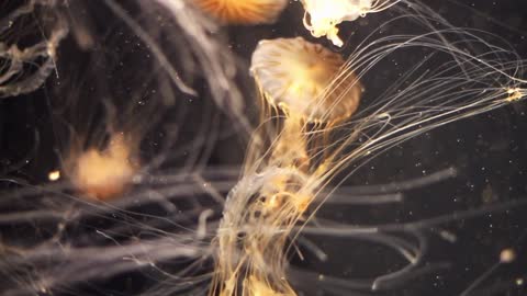 Eye catching view of jellyfish under water