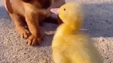 Cute Puppy loves with friends✔️✔️