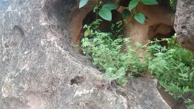 There are plants growing on this rockery