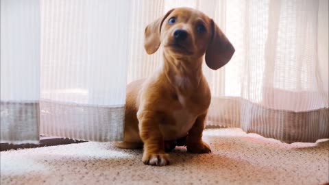 Cute Puppies Playing Around